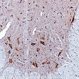 NELL2 antibody in Mouse Spinal Cord by Immunohistochemistry (IHC-Fr).