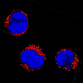 NETO1 antibody in MOLT-4 Human Cell Line by Immunocytochemistry (ICC).