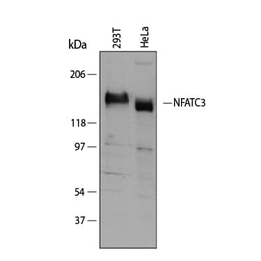 Detection of Human and Rat NFATC3 antibody by Western Blot.