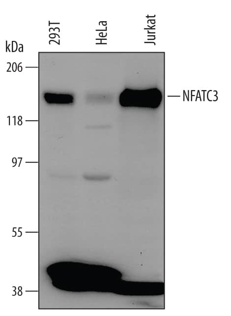 Detection of Human NFATC3 antibody by Western Blot.