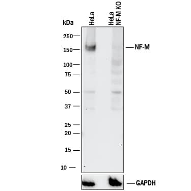 Western Blot Shows Human NF-M Antibody Specificity by Using Knockout Cell Line.