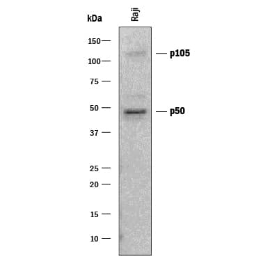 Detection of Human NF?B1 antibody by Western Blot.