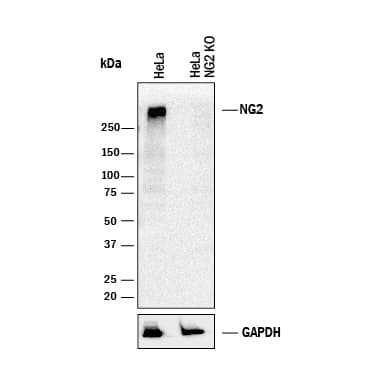 Western Blot Shows Human NG2/MCSP Antibody Specificity by Using Knockout Cell Line.