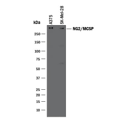 Detection of Human NG2/MCSP antibody by Western Blot.