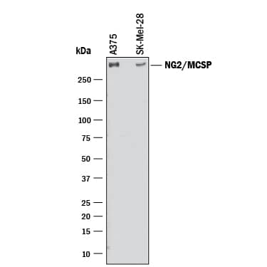 Detection of Human NG2/MCSP antibody by Western Blot.