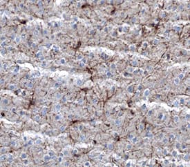 NG2/MCSP antibody in Mouse Brain by Immunohistochemistry (IHC-Fr).