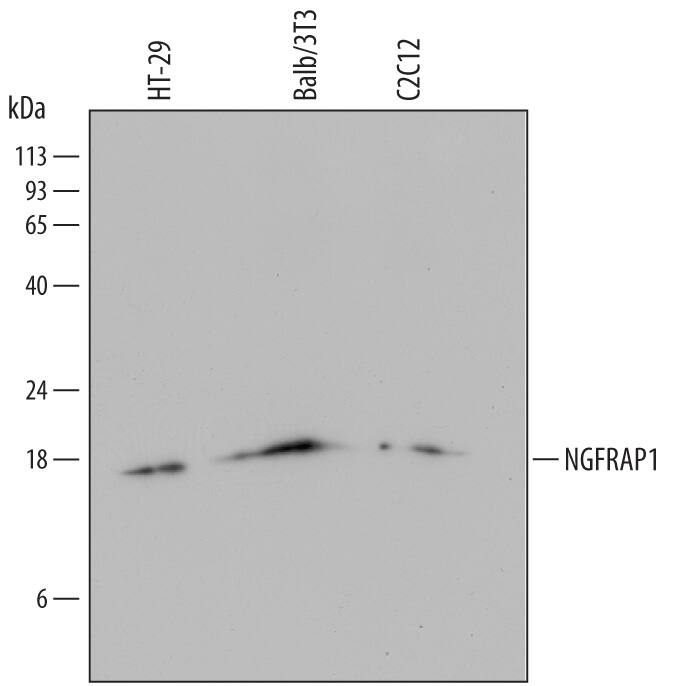 Detection of Human and Mouse NGFRAP1/BEX3 antibody by Western Blot.