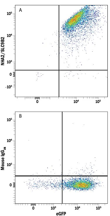 Detection of NHA2/SLC9B2 antibody in HEK293 Human Cell Line Transfected with Human NHA2/SLC9B2 and eGFP antibody by Flow Cytometry.