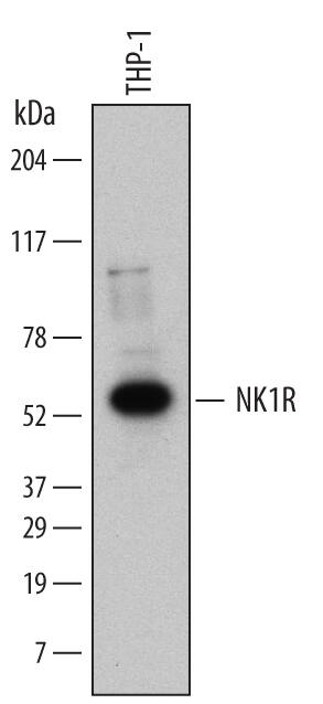 Detection of Human NK1R antibody by Western Blot.