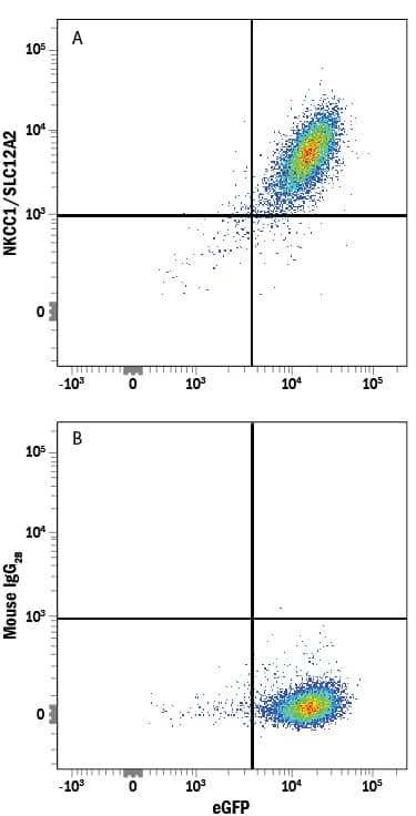 Detection of NKCC1/SLC12A2 antibody in HEK293 Human Cell Line Transfected with Human NKCC1/SLC12A2 and eGFP antibody by Flow Cytometry.