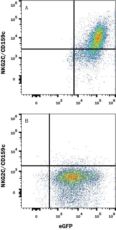 Detection of NKG2C/CD159c antibody in HEK293 Human Cell Line Transfected with Mouse NKG2C/CD159c and eGFP antibody by Flow Cytometry.