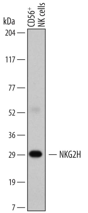 Detection of Human NKG2H antibody by Western Blot.