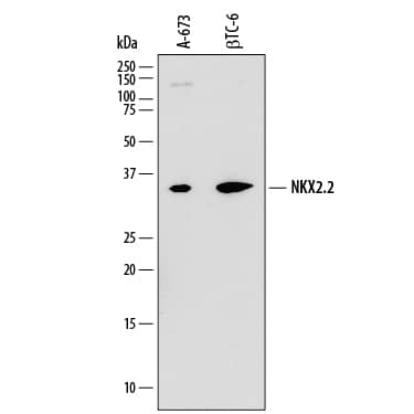 Detection of Human and Mouse NKX2.2 antibody by Western Blot.