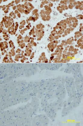 NKX2 by Immunohistochemistry (IHC-P).5 antibody in Human Heart by Immunohistochemistry (IHC-P).