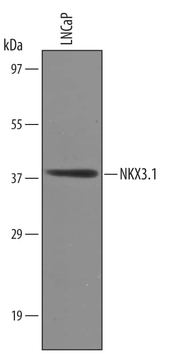 Detection of Human NKX3.1 antibody by Western Blot.