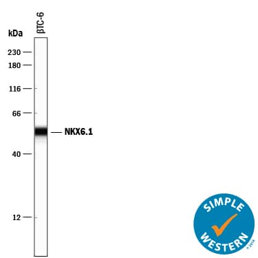 Detection of Mouse NKX6.1 antibody by Simple WesternTM.