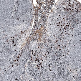 NKp30/NCR3 antibody in Human Tonsil by Immunohistochemistry (IHC-P).