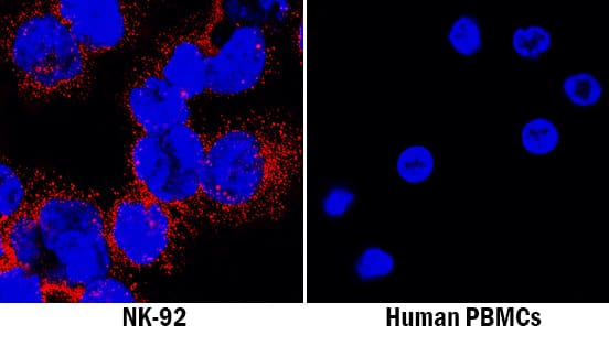 NKp44/NCR2 antibody in NK-92 Human Cell Line by Immunocytochemistry (ICC).