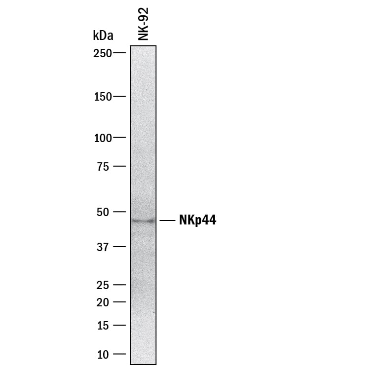 Detection of Human NKp44/NCR2 antibody by Western Blot.