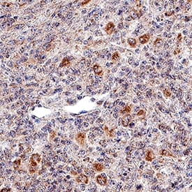 NKp46/NCR1 antibody in Human Lymph Node by Immunohistochemistry (IHC-P).