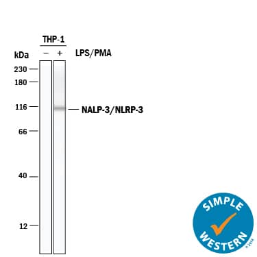 Detection of Human NLRP3/NALP3 antibody by Simple WesternTM.