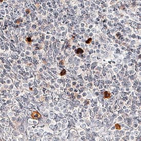 NLRP3/NALP3 antibody in Human Tonsil Tissue by Immunohistochemistry (IHC-P).