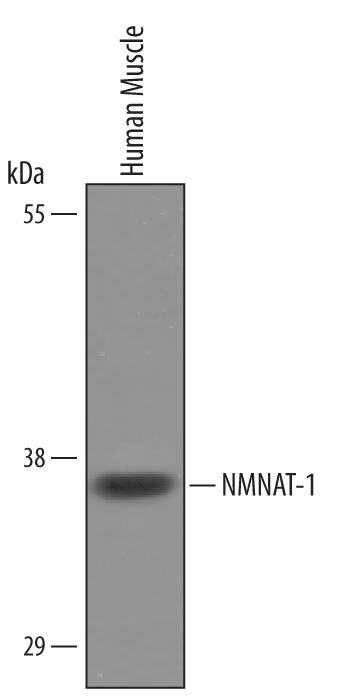 Detection of Human NMNAT-1 antibody by Western Blot.