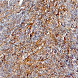 NOD1 antibody in Human Spleen by Immunohistochemistry (IHC-P).