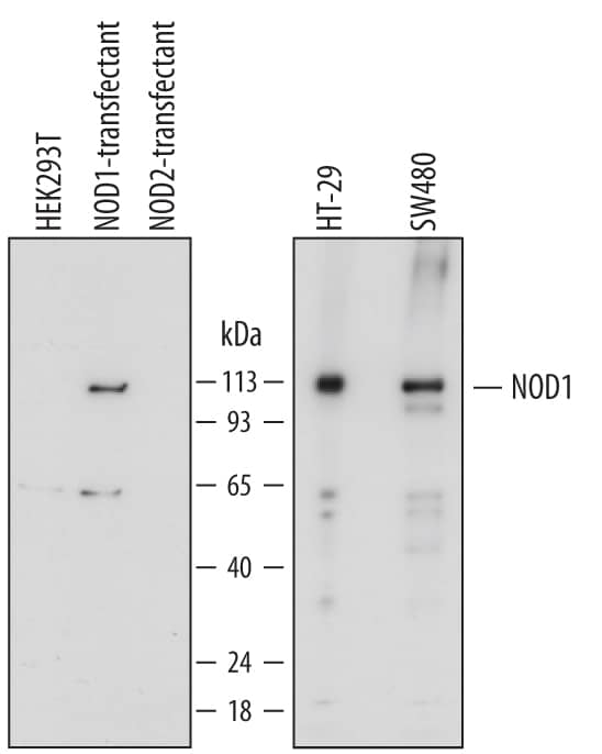 Detection of Human NOD1 antibody by Western Blot.