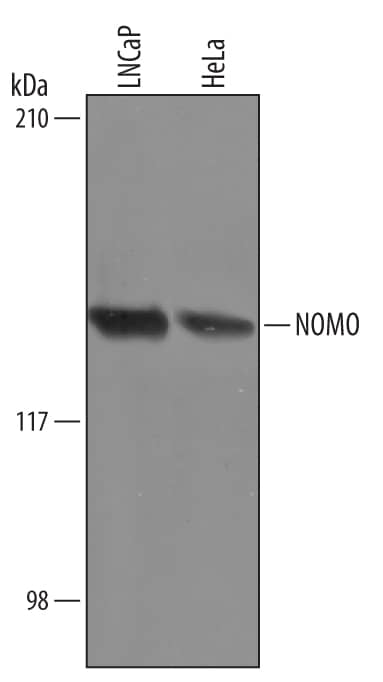 Detection of Human NOMO antibody by Western Blot.