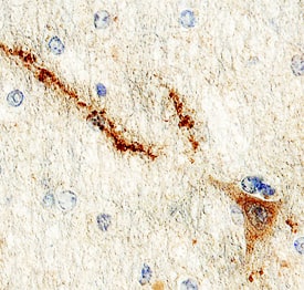 NPDC-1 antibody in Human Brain by Immunohistochemistry (IHC-P).