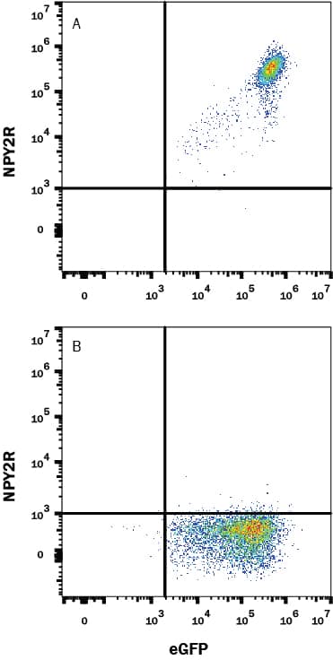 Detection of NPY2R antibody in HEK293 Human Cell Line Transfected with Human NPY2R and eGFP antibody by Flow Cytometry.