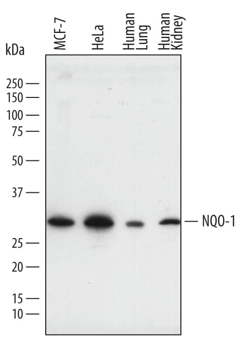 Detection of Human NQO-1 antibody by Western Blot.