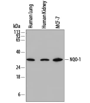 Detection of Human NQO-1 antibody by Western Blot.