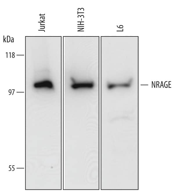 Detection of Human, Mouse, and Rat NRAGE antibody by Western Blot.