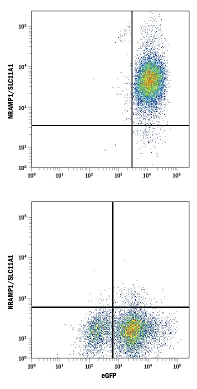 Detection of NRAMP1/SLC11A1 antibody in HEK293 Human Cell Line Transfected with Human NRAMP1/SLC11A1 and eGFP antibody by Flow Cytometry.