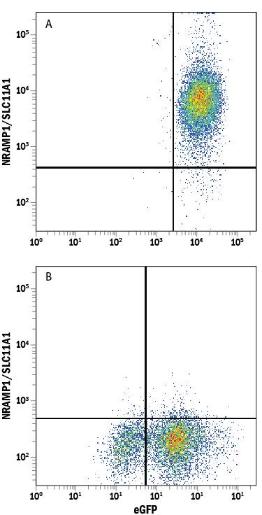 Detection of NRAMP1/SLC11A1 antibody in HEK293 Human Cell Line Transfected with Human NRAMP1/SLC11A1 and eGFP antibody by Flow Cytometry.