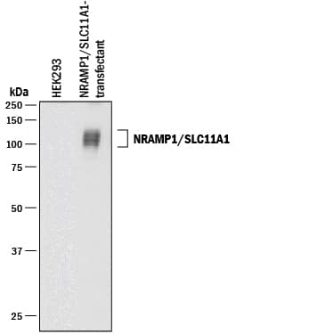 Detection of Human NRAMP1/SLC11A1 antibody by Western Blot.