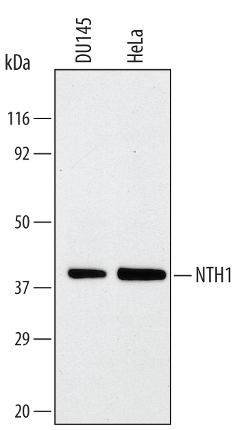 Detection of Human NTH1 antibody by Western Blot.