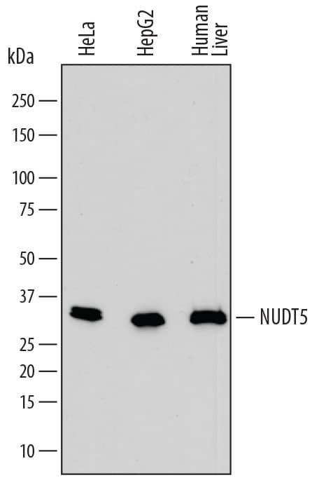 Detection of Human ADP-Sugar Pyrophosphatase/ NUDT5 antibody by Western Blot.