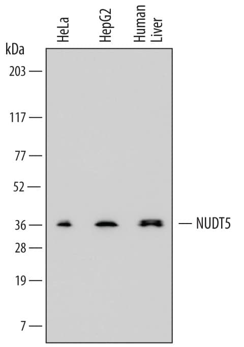 Detection of Human ADP-Sugar Pyrophosphatase/NUDT5 antibody by Western Blot.