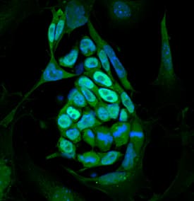 Nanog antibody in D3 Mouse Embryonic Stem Cells by Immunocytochemistry (ICC).