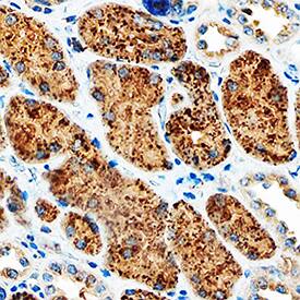 Napsin A antibody in Human Kidney by Immunohistochemistry (IHC-P).
