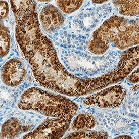 Napsin A antibody in Human Kidney by Immunohistochemistry (IHC-P).