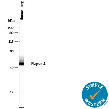 Detection of Human Napsin A antibody by Simple WesternTM.