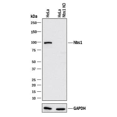 Western Blot Shows Human Nbs1 Antibody Specificity by Using Knockout Cell Line.