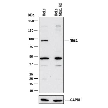 Western Blot Shows Human Nbs1 Antibody Specificity by Using Knockout Cell Line.