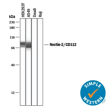 Detection of Human Nectin-2/CD112 antibody by Simple WesternTM.