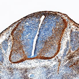 Neogenin antibody in Mouse Embryo by Immunohistochemistry (IHC-Fr).