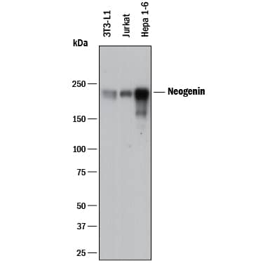 Detection of Human and Mouse Neogenin antibody by Western Blot.